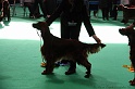 Crufts2011 652